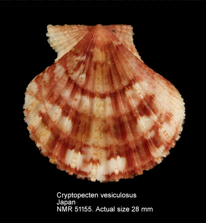 Cryptopecten vesiculosus.jpg - Cryptopecten vesiculosus(Dunker,1877)